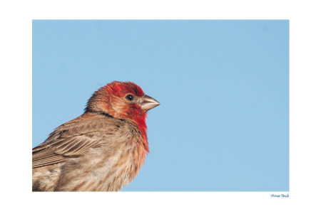 House Finch Profile